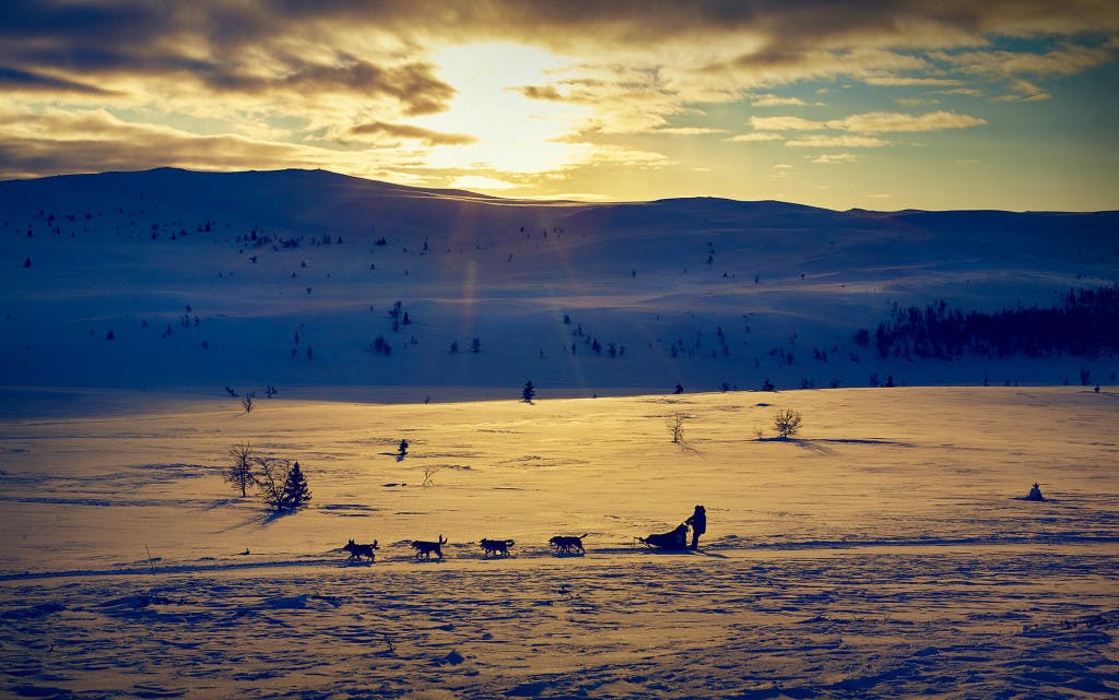 Valdres_Hundekjøring__Alaskan_Husky_Foto_Cathrine_Dokken