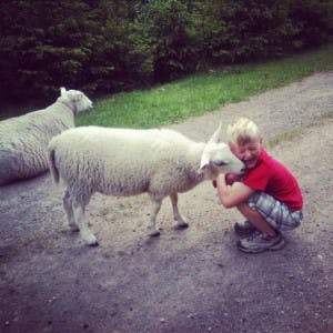 Østre_Lae_gutt_Lam_Gjensynsglede.